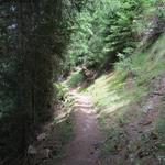 der schöne Bergweg führt durch Tannen- und Lärchenwälder