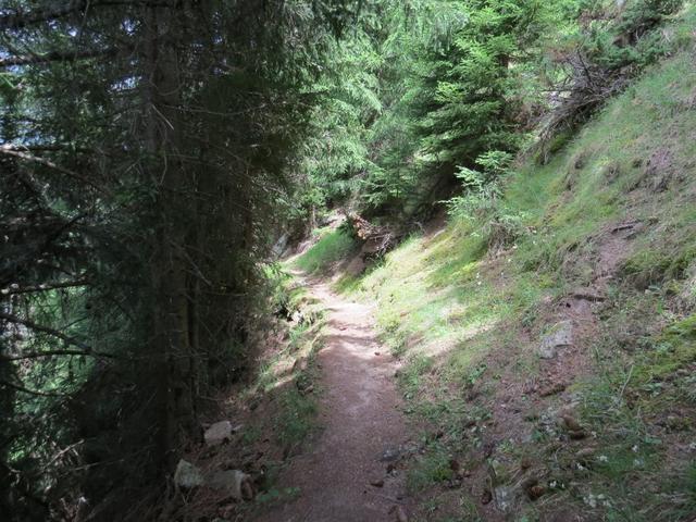 der schöne Bergweg führt durch Tannen- und Lärchenwälder