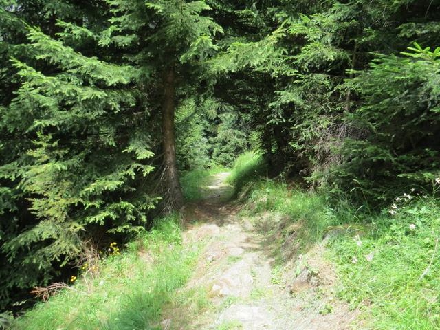 ein Stück weit, geht es durch den Tannenwald noch weiter abwärts