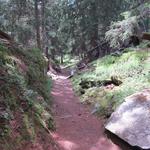 der Wanderweg führt uns wieder wie heute morgen durch den schönen Blattnerschliecht Wald