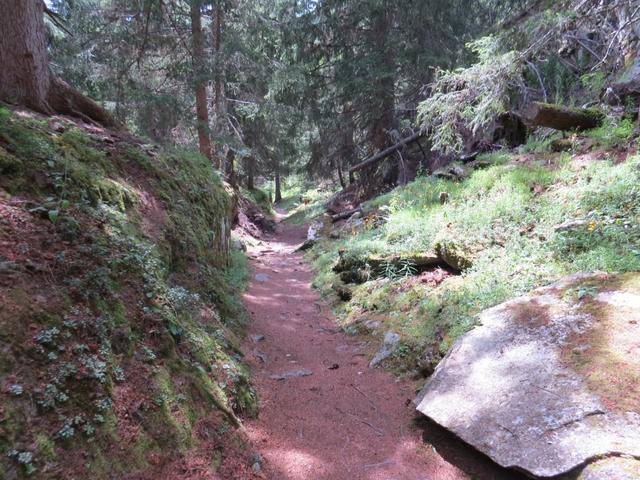 der Wanderweg führt uns wieder wie heute morgen durch den schönen Blattnerschliecht Wald