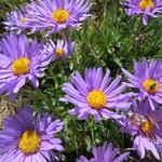 unzählige Alpen-Aster entzücken das Auge