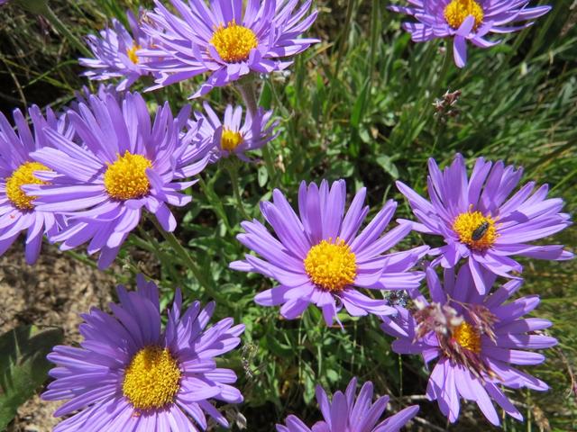 unzählige Alpen-Aster entzücken das Auge