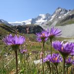 Blick von der Schwemmebene von Châteaupré auf den Gletscher. Eine super schöne Wanderung geht zu Ende