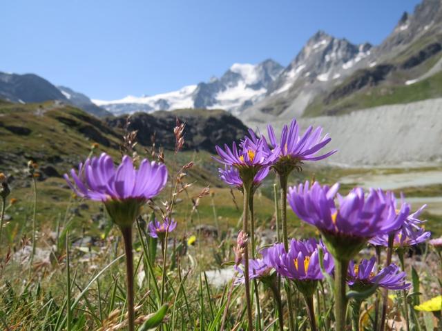 Blick von der Schwemmebene von Châteaupré auf den Gletscher. Eine super schöne Wanderung geht zu Ende