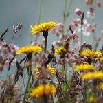 was für eine Blumenpracht