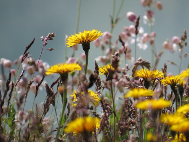 was für eine Blumenpracht