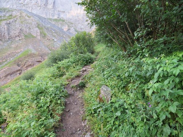 zum teil führt der Weg durch dichtes Unterholz und Gebüsche