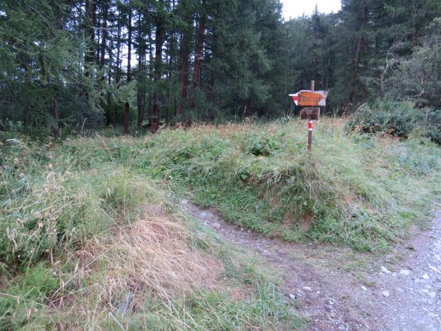 der Wanderweg biegt links in einen kleinen Wald hinein