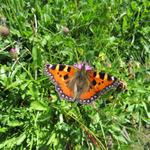 ein schöner Schmetterling Aglais urticae, auf Deutsch kleiner Fuchs