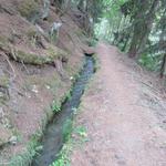 die Ergisch Suone führt meistens durch den Wald