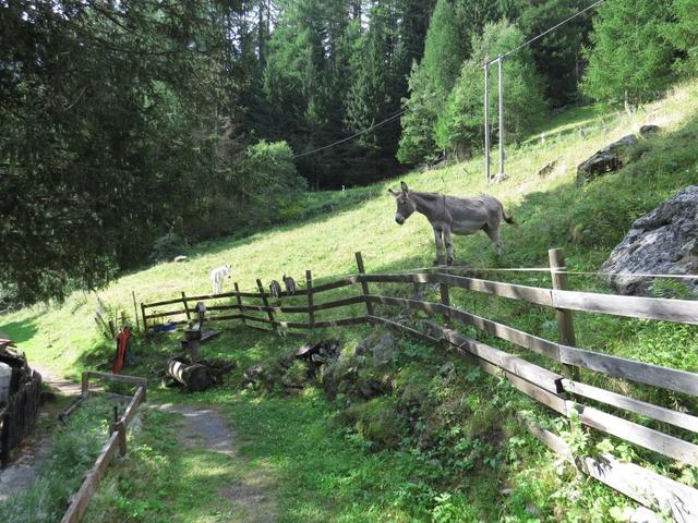 bei Undri Salweide begutachtet uns ein Esel ein bisschen argwöhnisch