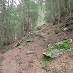 nach dem überqueren der Turtmänna, steigt der Waldpfad zuerst gemächlich aufwärts