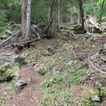 kurz danach steigt der Pfad im Wald dann recht steil, in vielen Kehren an