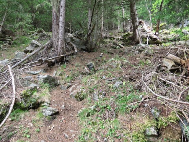 kurz danach steigt der Pfad im Wald dann recht steil, in vielen Kehren an