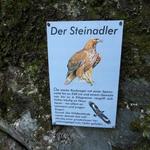 am Weg finden sich Informationen zum Leben der Adler. Wir haben leider keinen gesehen