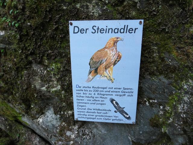 am Weg finden sich Informationen zum Leben der Adler. Wir haben leider keinen gesehen