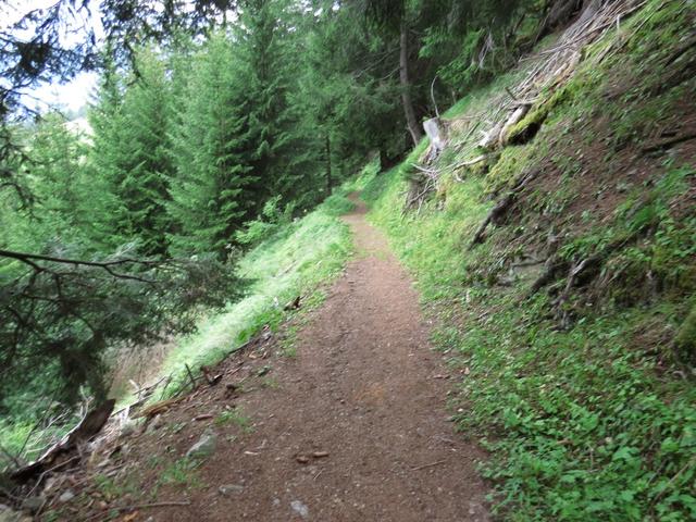 über einen Waldweg, durchqueren wir nun den Schwarzwald