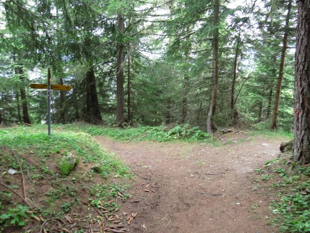 immer wieder trifft man auf Wegkreuzungen. Eine gute Wanderkarte oder GPS hilft einem dabei den richtigen Weg zu finden