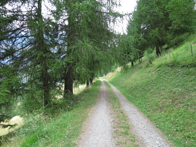 der Weg nach Ze Brunnu führt nun durch einen schönen lichten Lärchenwald