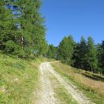 vom Restaurant auf der Mossalp steigen wir auf dem Fahrweg in ziemlich genau westlicher Richtung...