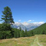 mit dem Bietschhorn am Horizont, wandern wir über Weiden Richtung Breite Stäg