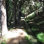 der Wanderweg führt alles der Suone entlang, durch Lärchen- und Tannenwald