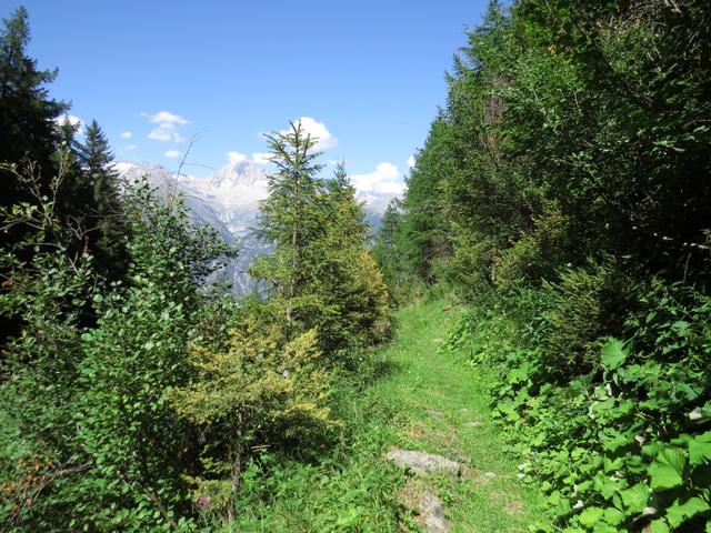 wir haben den Löübbach überquert und wandern nun durch lichten Wald bei brütender Hitze weiter