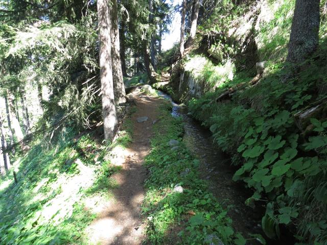 wir tauchen nun in den Ronalpwald hinein