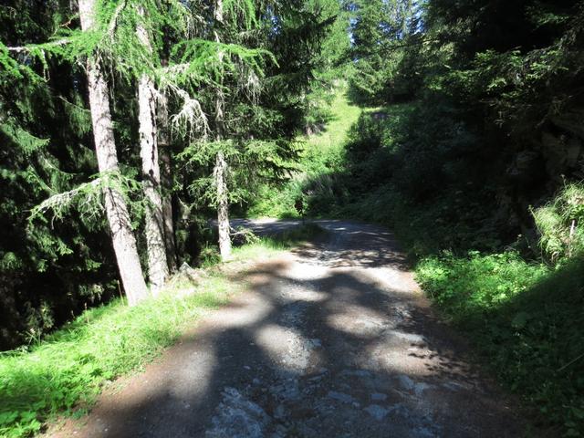 hier verlassen wir die Alte Suone und biegen in eine Waldstrasse ein, die uns nach Bürchen führen wird