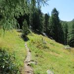 vorbei an Punkt 1938 m.ü.M. führt der Weg weiter durch diesen schönen Lärchenwald