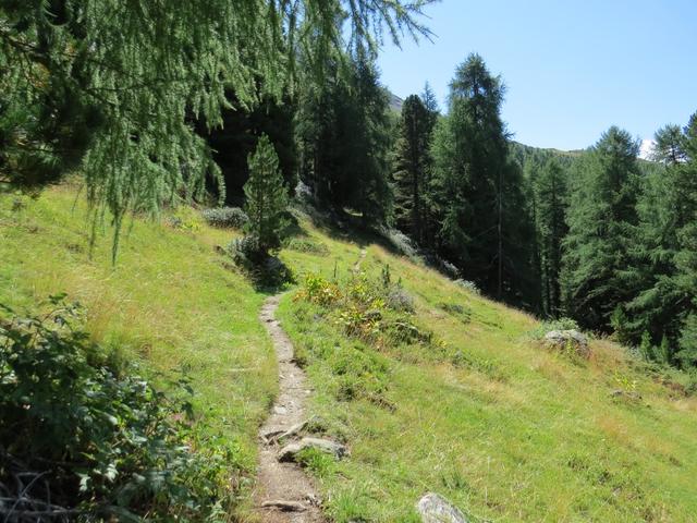 vorbei an Punkt 1938 m.ü.M. führt der Weg weiter durch diesen schönen Lärchenwald