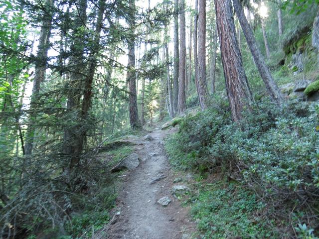 steil führt der Weg durch den Wald hinauf