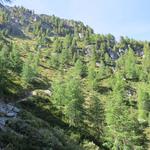 Lärchen und Tannen verschwinden langsam. Wir haben die Waldgrenze erreicht