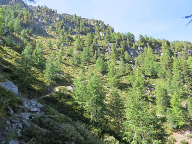 Lärchen und Tannen verschwinden langsam. Wir haben die Waldgrenze erreicht