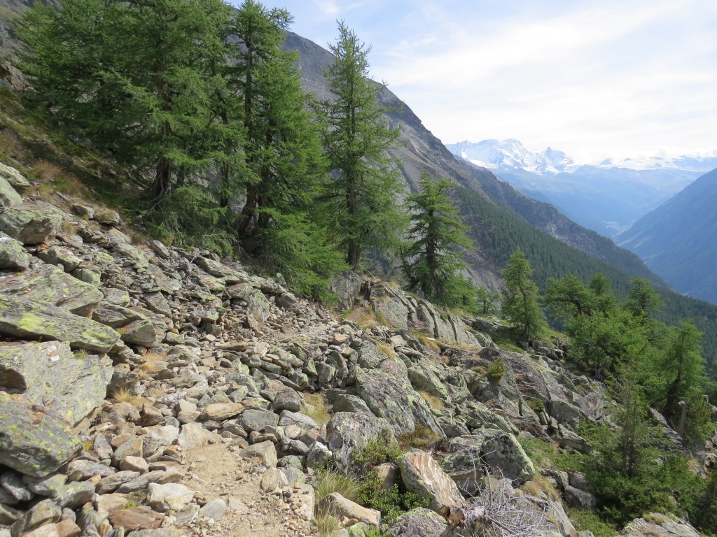 der kleine Aussichtsplateau von Miesboden 2321 m.ü.M. liegt hinter uns, wir wandern nun durch einen lichten Lärchenwald