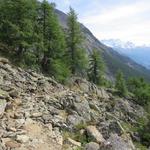 der kleine Aussichtsplateau von Miesboden 2321 m.ü.M. liegt hinter uns, wir wandern nun durch einen lichten Lärchenwald