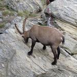 direkt vor der Europahütte ein Steinbock beim Salzlecken