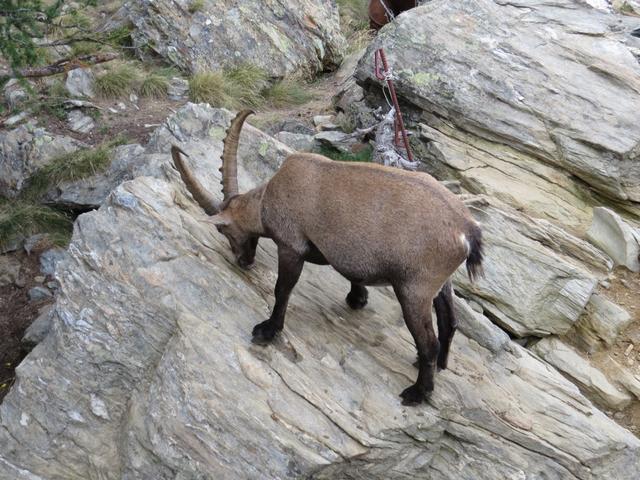 direkt vor der Europahütte ein Steinbock beim Salzlecken