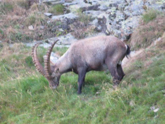 direkt neben uns ein kapitaler Steinbock