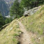 der Wanderweg führt uns nun durch den Lärchberg