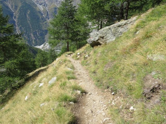 der Wanderweg führt uns nun durch den Lärchberg