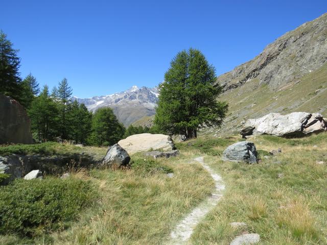 der Gratweg mündet in ein Natursträsschen das in grossen Bogen uns zum Grindjisee führt