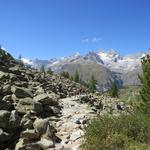 der vielbesuchte Wanderweg führt nun durch Geröllhänge in den Lärchenwald hinab 2231 m.ü.M.