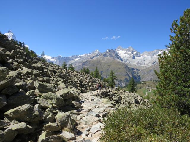 der vielbesuchte Wanderweg führt nun durch Geröllhänge in den Lärchenwald hinab 2231 m.ü.M.