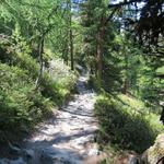 super schöner einfacher Wanderweg durch der Lärchenwald von Börter