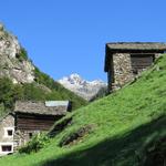 wir haben Schièd mit seinen schön gelegenen Rustici erreicht. Am Horizont ist der Pizzo Campo Tencia ersichtlich