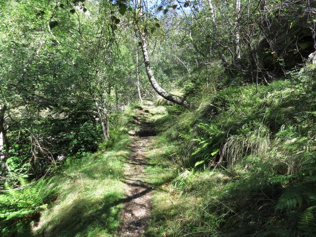 über einen schönes Wanderweg an Birken vorbei...