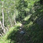 an schönen Birkenwälder vorbei, geht es über einen gut erstellten Wanderweg weiter aufwärts