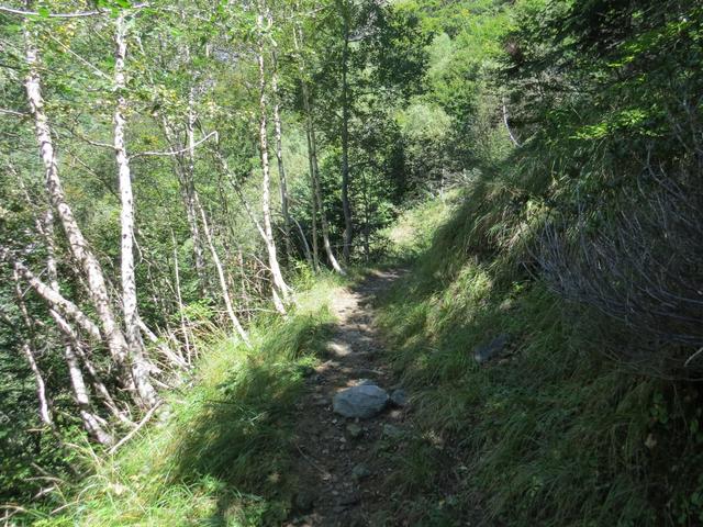 an schönen Birkenwälder vorbei, geht es über einen gut erstellten Wanderweg weiter aufwärts